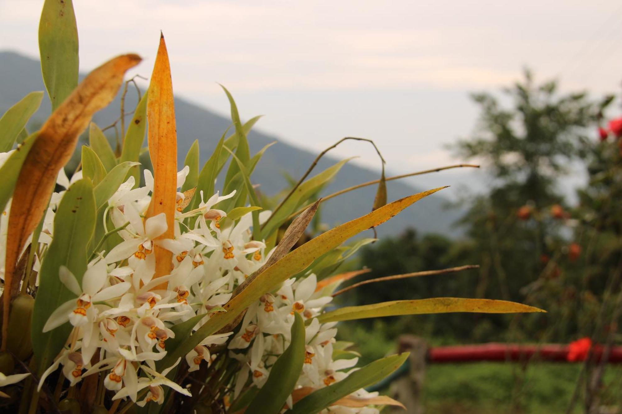 Homestay Montavilla Eden Sittong *