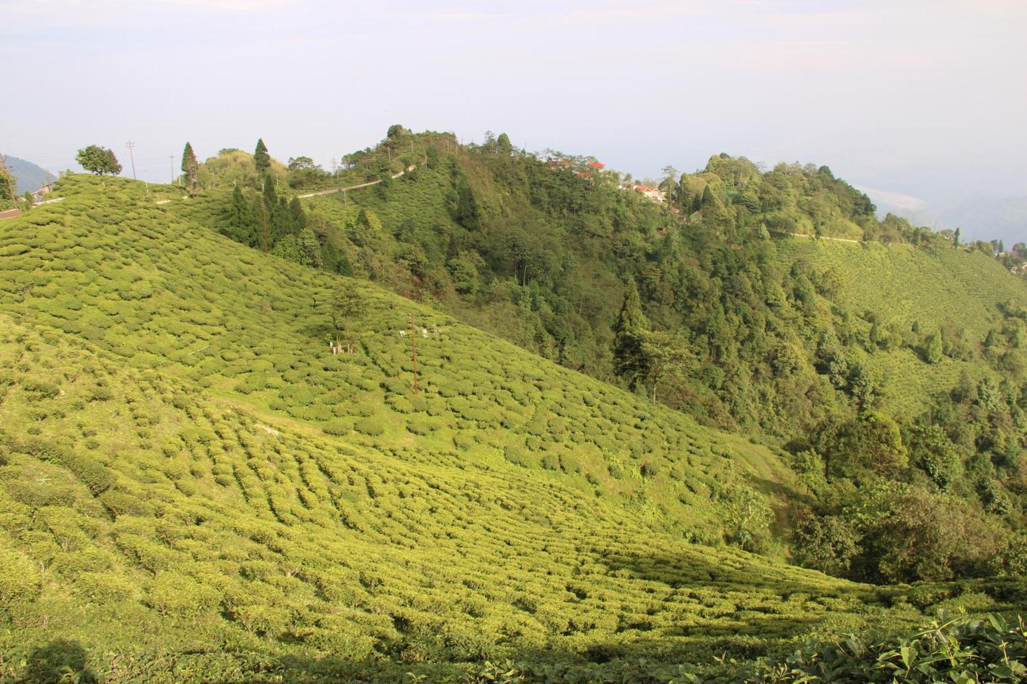 Montavilla Eden Sittong Homestay Kurseong
