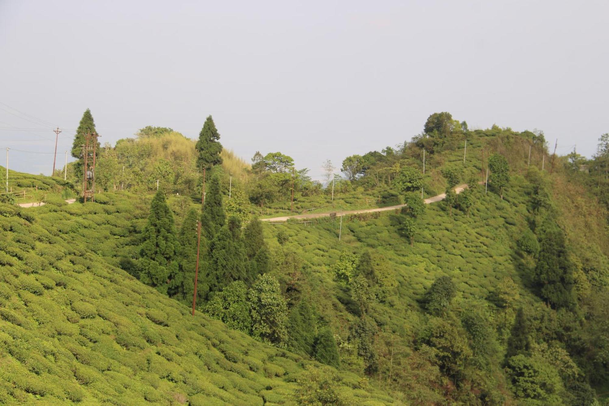 Homestay Montavilla Eden Sittong Kurseong