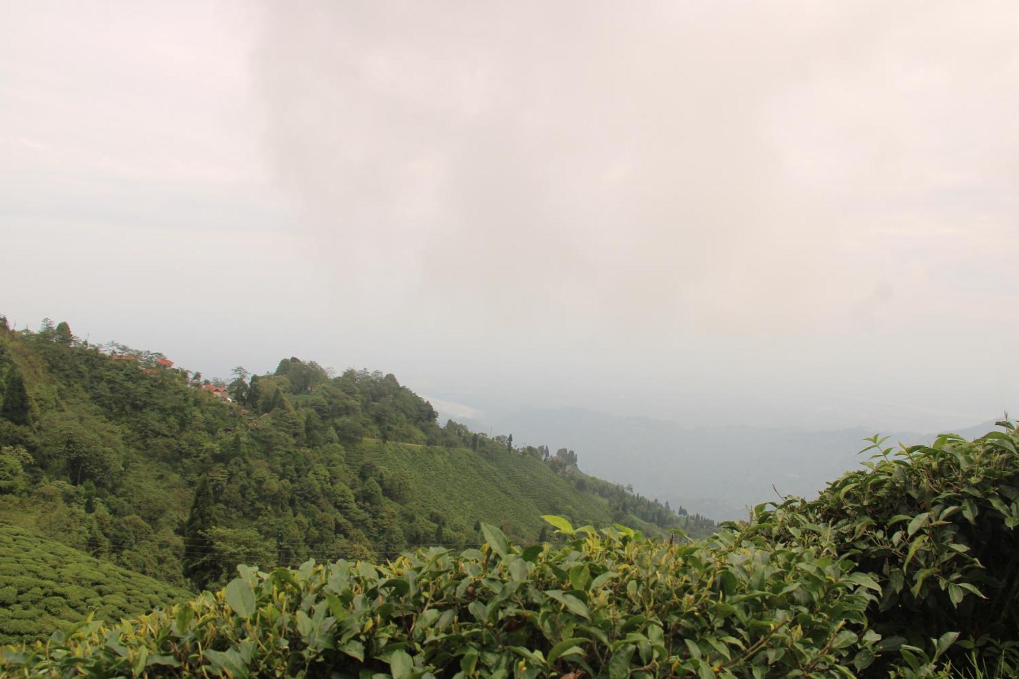Montavilla Eden Sittong * Kurseong