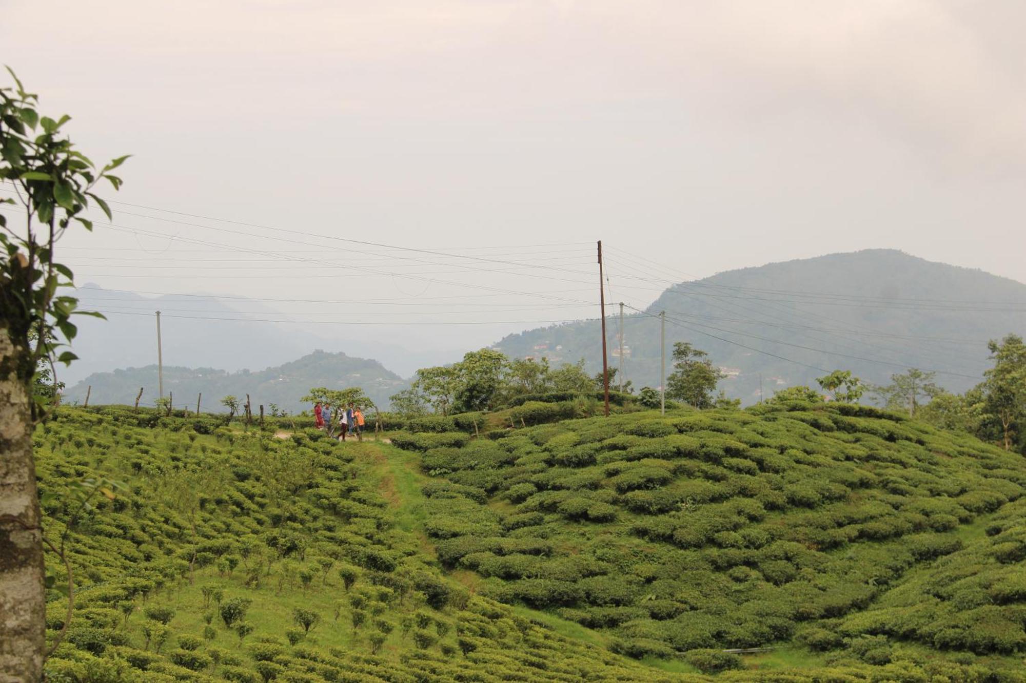 Montavilla Eden Sittong Homestay Kurseong